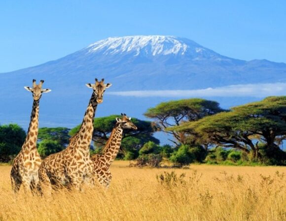 Kilimanjaro Mountain Trip
