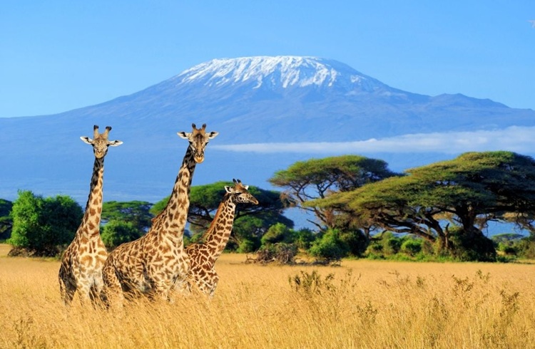 Kilimanjaro Mountain Trip
