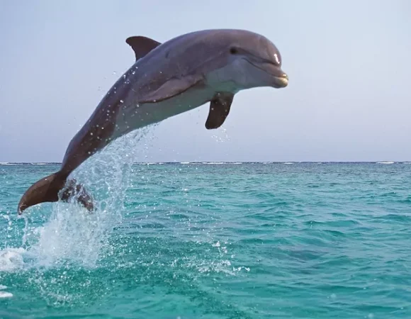 Dolphin Tour